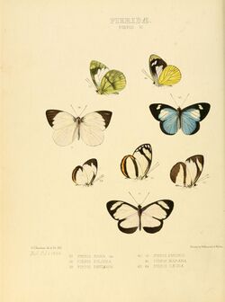 Illustrations of new species of exotic butterflies Pieris VI.jpg