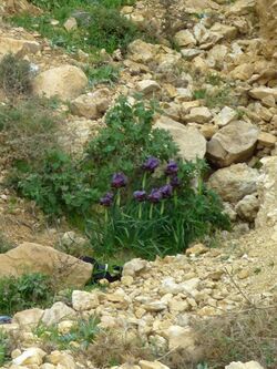 Iris nigricans-Jordanie (2).jpg