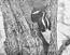 Ivory-billed Woodpecker.jpg
