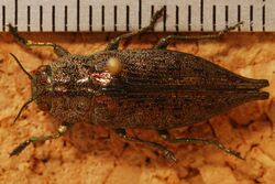Jewel Beetle (Dicerca divaricata) (8272944908).jpg