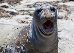 A juvenile northern elephant seal during its molt