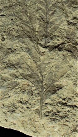 Leaf of Mesodescolea plicata from the Anfiteatro de Ticó formation.jpg