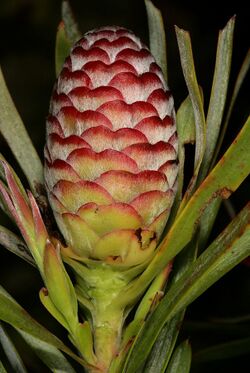 Leucadendron xanthoconus 1DS-II 1-C4463.jpg