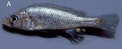 Live colours of Haplochromis goldschmidti - ZooKeys-256-001-g008A.jpeg
