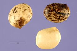 Lupinus mutabilis seeds.jpg