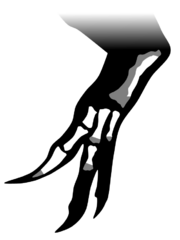 Diagram showing fragmentary dinosaur hand and arm bones