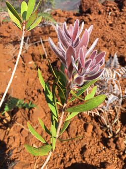 Melaleuca pancheri - pilosité.jpg