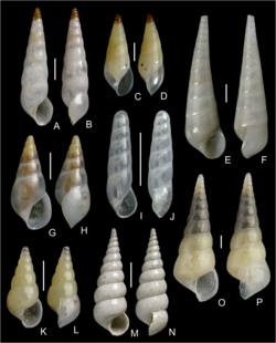 A photogpraph of many mollusc shells with Batheulima fuscopicata represented in the top left