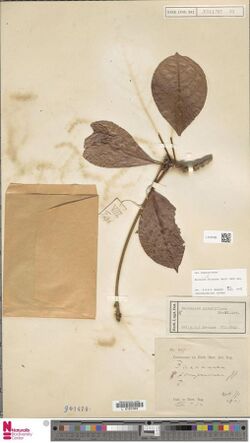 Naturalis Biodiversity Center - L.2197285 - Baccaurea tetrandra (Baill.) Müll.Arg. - Euphorbiaceae - Plant type specimen.jpeg