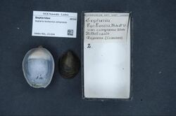 Naturalis Biodiversity Center - RMNH.MOL.151304 - Navicella borbonica compressa Von Martens, 1881 - Septaridae - Mollusc shell.jpeg