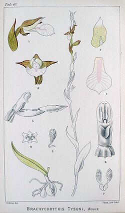 Neobolusia tysonii - Icones Orchidearum Austro-Africanarum plate 63 (1896).jpg