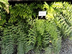 Nephrolepis biserrata - Botanischer Garten München-Nymphenburg - DSC08168.JPG