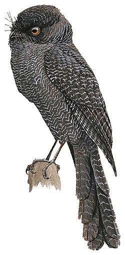 New Caledonian Owlet-Nightjar by Del Hoyo (1992).jpg
