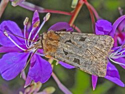 Noctuidae-Chersotis rectangula.jpg