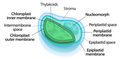 Nucleomorph chloroplast.svg