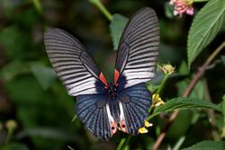 Open wing nectaring position of Papilio memnon Linnaeus, 1758 – Great Mormon (Female) Form butlerianusDSC 2479.jpg
