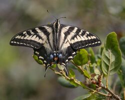 Pale Swallowtail Butterfly.jpg