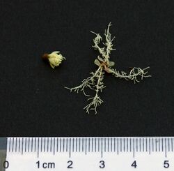 Paperbark individual flowers detail.jpg