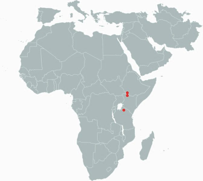 File:Paranthropus aethiopicus Africa.jpg