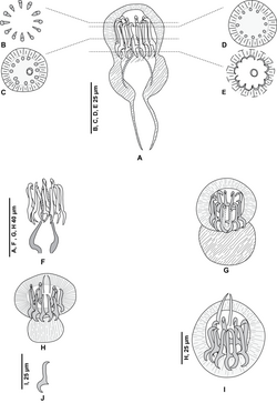 Parasite200077-fig3 - Pseudaxine trachuri - drawings of male copulatory organ.png