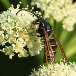 Parasitic Yellowjacket (15025342930).jpg