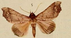 Pl.13-05-Pseudogiria variabilis (Holland, 1920) male.JPG