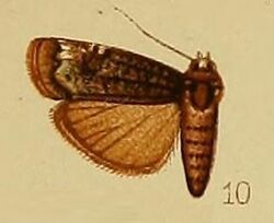 Pl.37-fig.10-Mesogenea persinuosa Hampson, 1910.JPG