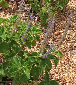 Plectranthus graveolens.jpg