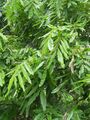 Polyalthia longifolia - Kolkata 2004-07-13 01744.JPG