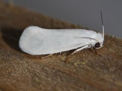 Prodoxus decipiens - Bogus Yucca Moth (14115252998).jpg