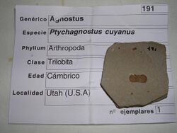 Ptychagnostus cuyanus.3 - Ordovicico.JPG
