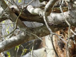 Bark on a Georgia oak