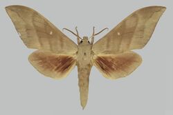 Rhodambulyx hainanensis RB164 male up.jpg