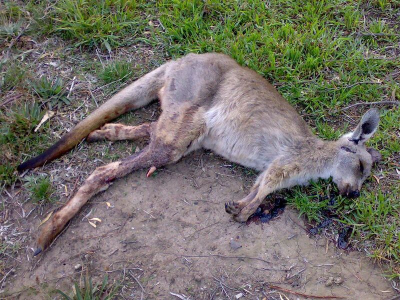 File:Roadkill kangaroo.jpg