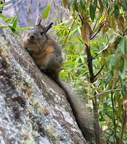 Somewhat rabbit-like rodent with gray upperparts and brownish underparts and a long, silvery tail, sitting on rock