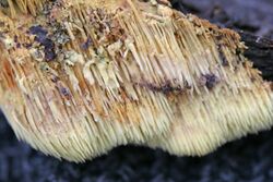 Sarcodontia setosa 380649.jpg