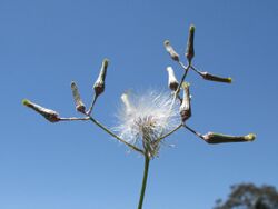 Senecio quadridentatus1 fruit1 QNR - Flickr - Macleay Grass Man.jpg