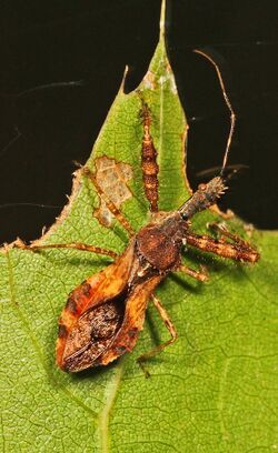 Spined Assassin Bug - Sinea diadema, Julie Metz Wetlands, Woodbridge, Virginia.jpg