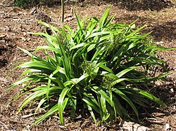 Starr-110411-4929-Dianella sandwicensis-flowering and fruiting habit form sandwicensis-Hawea Pl Olinda-Maui (24451816964).jpg