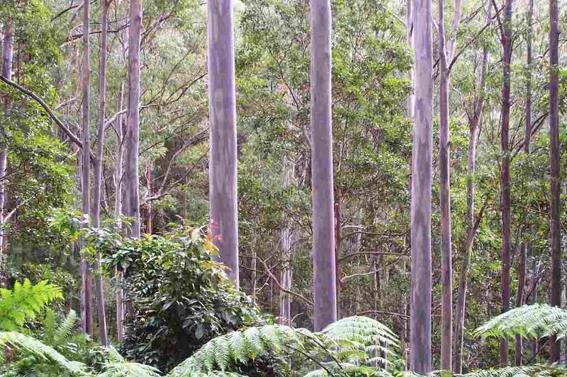 File:Sydney Blue Gums Kippara Forest via Wauchope.JPG