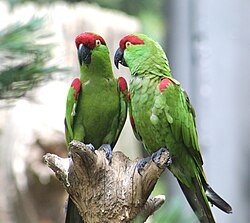 Thick-billed parrots in a U.S. zoo.jpg