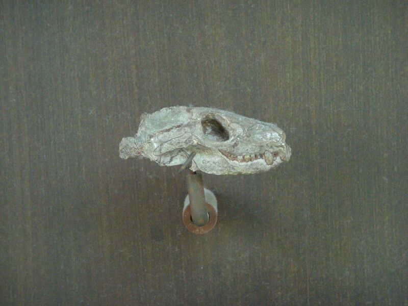 File:Thrinaxodon liorhinus AMNH 5630.jpg