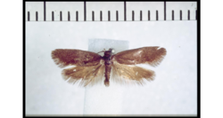 Tingena afflicta holotype.png