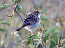 Tiny Cisticola JM.jpg