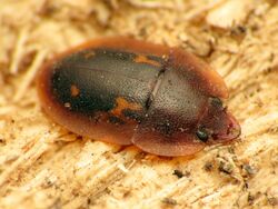 Tiny Sap-feeding Beetle (32977446682).jpg