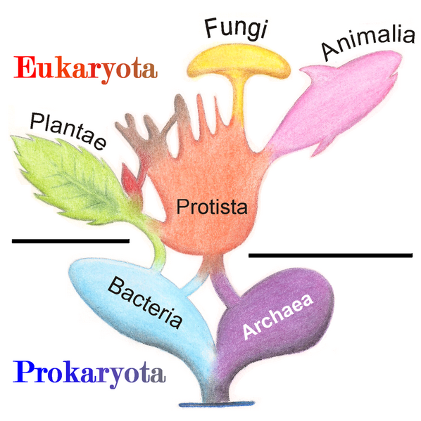 File:Tree of Living Organisms 2.png