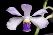 A single Vanda coerulescens flower