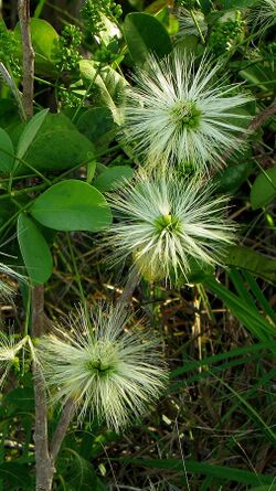 Wild Abarema filamentosa flowering.jpg
