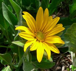 Wyethia helenioides 2.jpg