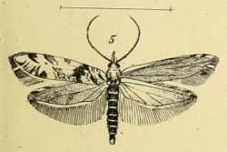 Ypsolopha trichonella.gif